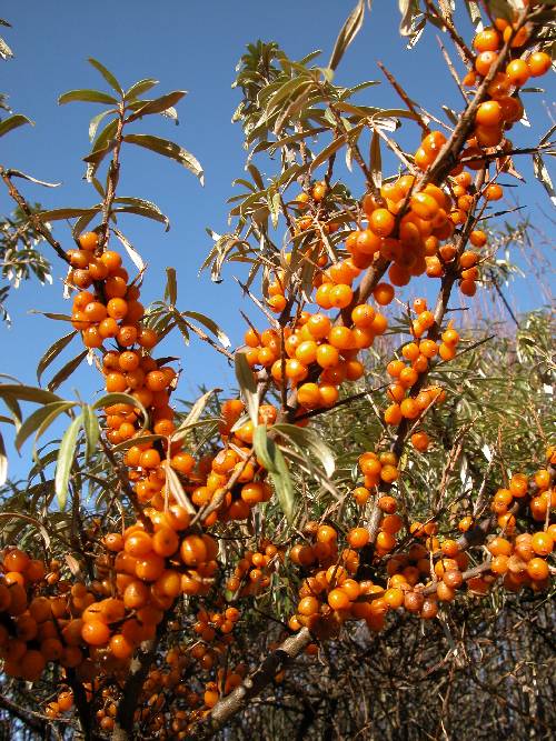 Tindved (Hippophae rhamnoides)